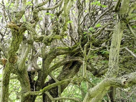 vine branches  photo  freeimages