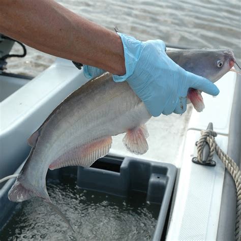 Blue Catfish Watch Chesapeake Bay Project Noah