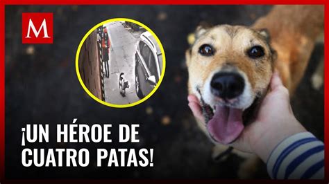 Perrito Callejero Salva A Una Ni A De Ser Secuestrada Youtube