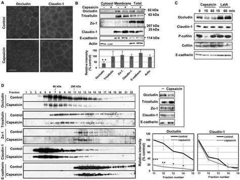 Claudin 1 Antibody 71 7800