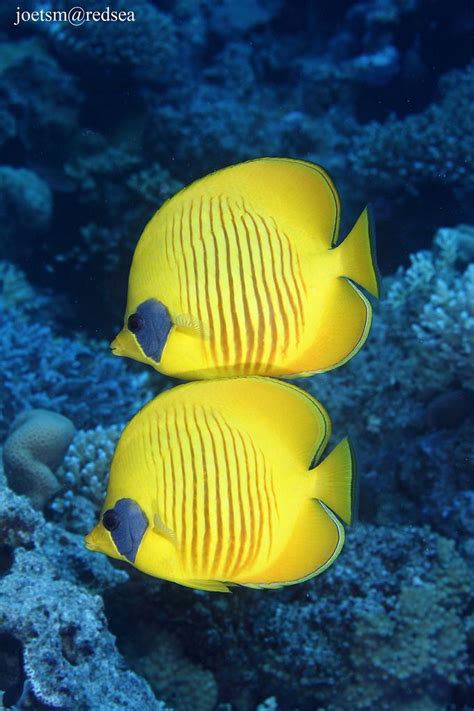 ˚golden Butterfly Fish Beautiful Sea Creatures Animals Beautiful