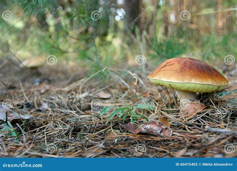 Large White Fungus Grew Up Among The Pine Needles In The Autumn Stock Photo - Image: 60475402