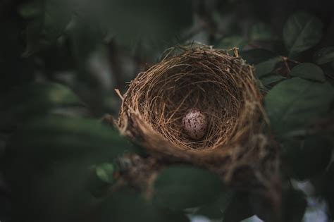 Premium Photo | Small bird eggs in the green tree