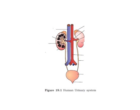 Excretory System Diagram Quiz