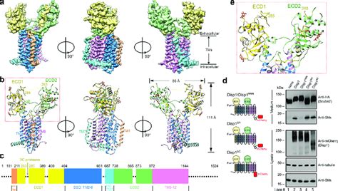 Structure Of Hdisp1 In Uncleaved State A B Corresponding Views Of The