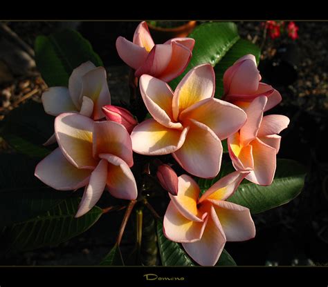 Rare Flowers The Plumeria Domeno A Photo On Flickriver