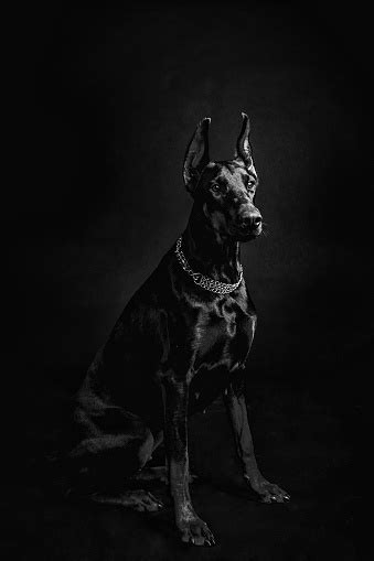 Are All Black Dobermans Rare