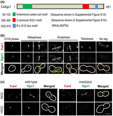 Cell Cycle‐dependent Localization Of Sgo1 At The Kinetochore And Along