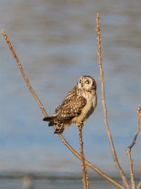 河川敷をコミミズクが飛び回る コーヒー党の野鳥と自然パート3