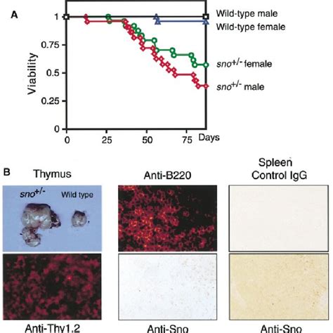 Chemical Carcinogen Induced Tumor Formation In Sno ± Mice A Download Scientific Diagram