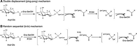 Double Displacement Pingpong A And Random Sequential Bibi B