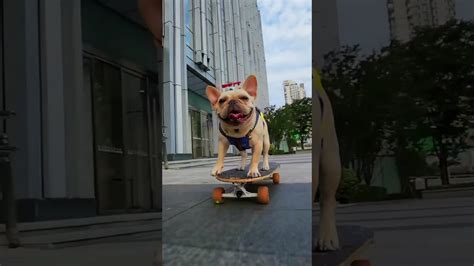 Funny Dog Skateboard Skateboard Bull Dog Skateboarding Youtube