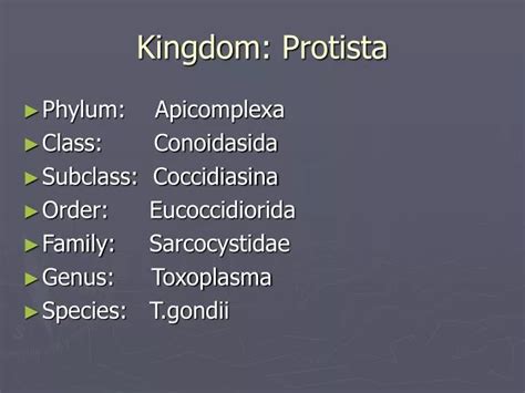 Ppt Kingdom Protista Powerpoint Presentation Free Download Id493442