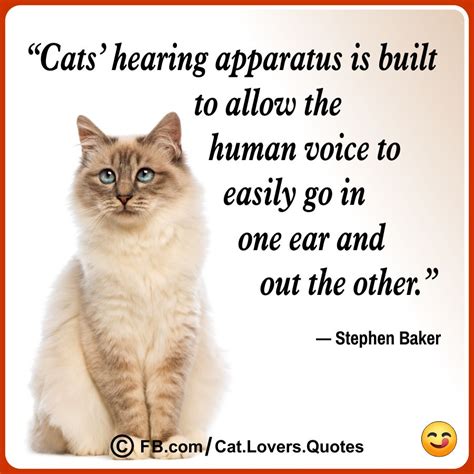 35 Funny Cat Lover Quotes - Best Quote Pics