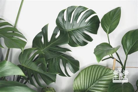 Why Are House Plants Good For You — Plants And House