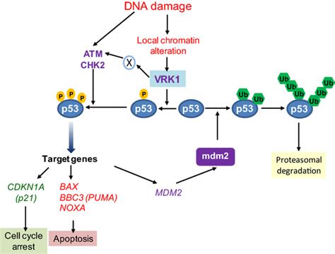 Kinase Activation Induced By Dna Damage And The Regulation Of P In