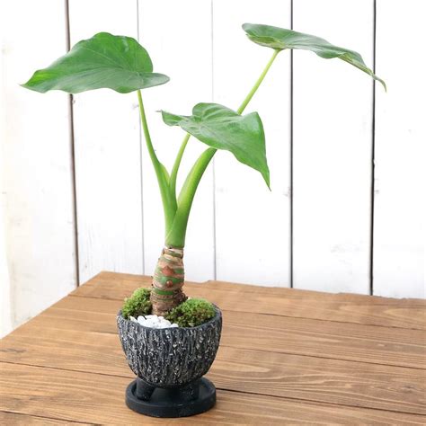 Amazon｜【charm】（観葉植物）シマクワズイモ 和風陶器鉢植え（1鉢） 受皿付 山苔 白石 北海道冬季発送不可｜観葉植物 オンライン通販