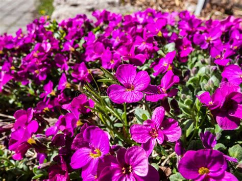 Close Up Shot Of The Garden Arabis Mountain Rock Cress Or Caucasian