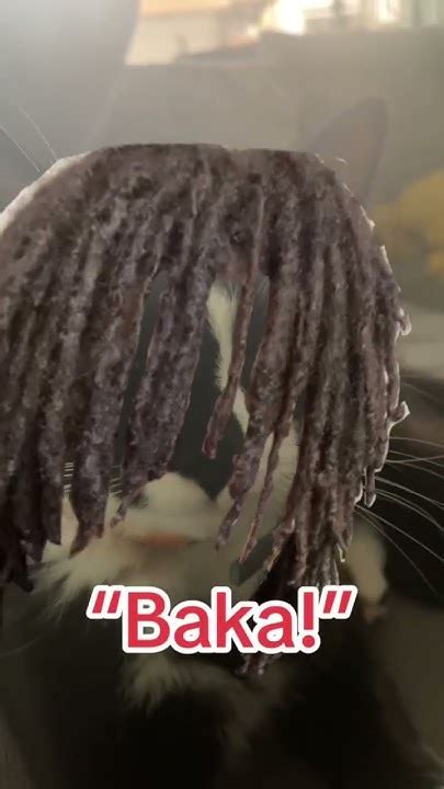 My Cat Is A Nonchalant Dreadhead Youtube