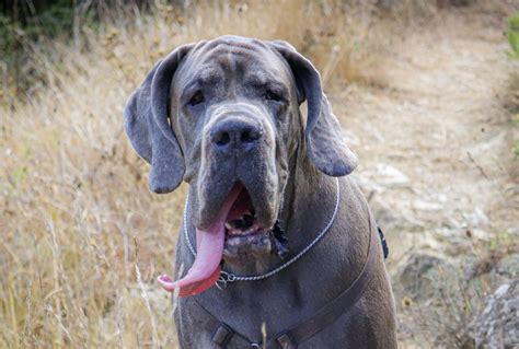 Alano Il Gigante Buono Amica Veterinaria