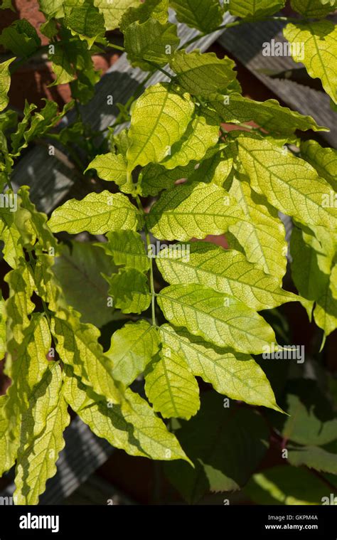 Chlorosis Caused By Iron Deficiency On The Leaves Of A Wisteria Stock