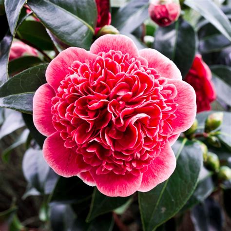 Camellia Japonica Volunteer Camellias Millais Nurseries