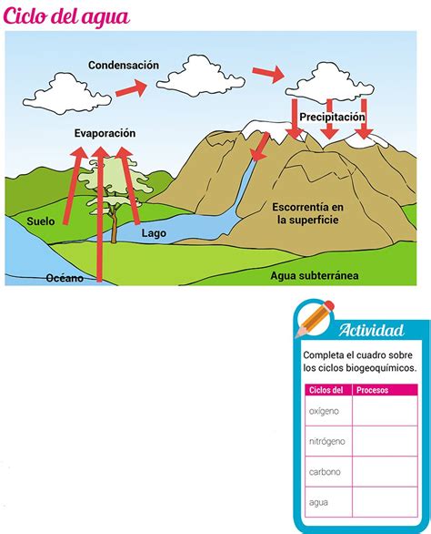 Imagenes De Los Ciclos Biogeoquimicos Xili