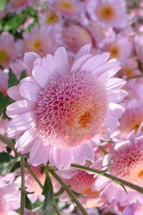 1000+ images about Chrysanthemums, mums on Pinterest | Fall flowers ...
