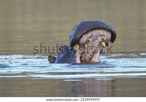 Aggressive Hippo Wild Animal Nature Habitat Stock Photo 2229994997 ...