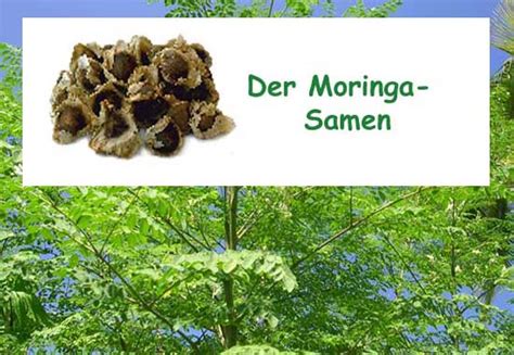 Moringa Ist Eine Der N Tzlichsten Und Vielseitigsten Pflanzen