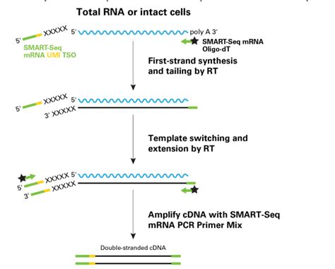 含umi的单细胞rna Seq分析试剂盒！ Takara