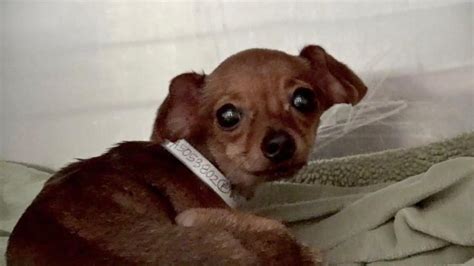 Emaciated Chihuahua Shakes Uncontrollably In Shelter Cage Awaiting A