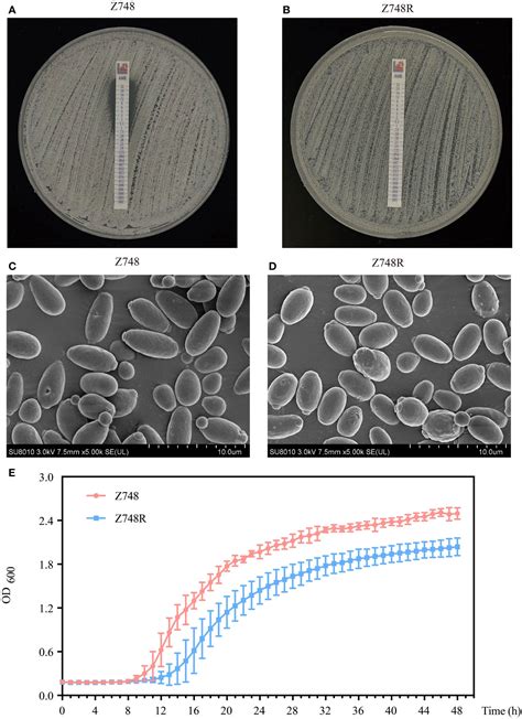 Frontiers Post Translational Modifications Confer Amphotericin B