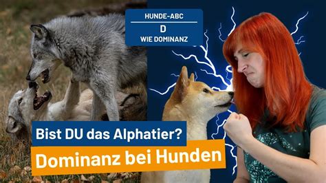 Ist Dein Hund Dominant Das Hunde Abc Hundeerziehung Hundetraining