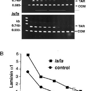 Mrna Encoding Laminin A Is Developmentally Regulated And Increased