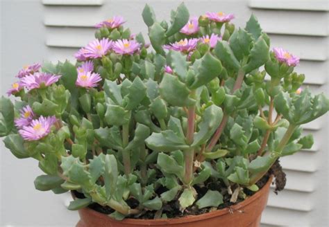 Pianta Grassa Con Fiori Gialli A Grappolo Unsitodelcactus Cotyledon