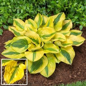 HOSTA Glad Rags — Плідник Круглик