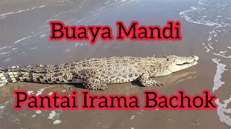 Buaya Mandi Sesat Pantai Irama Youtube