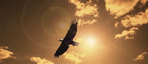 silhouette eagle flying against evening sunset sky with lens flare. – Minnesota Eagles