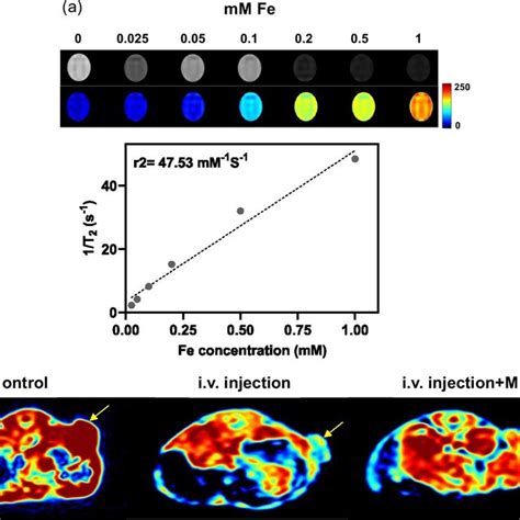 A Tumor Growth Curves And B Body Weight Changes Of Ct Tumor Bearing