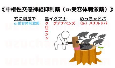 【ゴロ】中枢性交感神経抑制薬（α₂受容体刺激薬） ゴロナビ〜薬剤師国家試験に勝つ〜