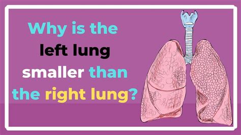 Why The Left Lung Is Smaller Than The Right Lung YouTube