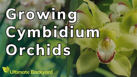 How To Grow And Care For Cymbidium Orchids Youtube