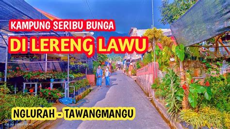 KAMPUNG SERIBU BUNGA DI LERENG LAWU Sentra Tanaman Hias Terbesar Di