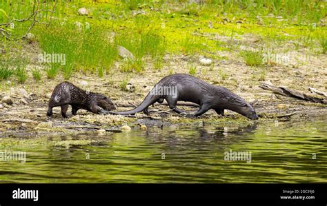 A North American River Otter Lontra Canadensis Foraging And Feeding