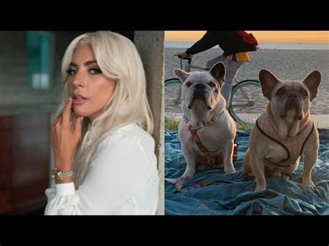 Lady Gaga Recupera A Sus Perros Robados Gracias A Mujer Que Los Hall