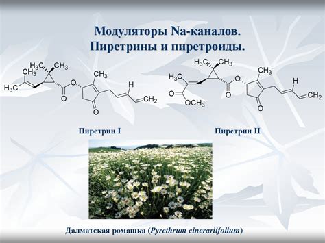 Инсектоакарициды. Модуляторы Na каналов. ДДТ и его аналоги. Пиретрины и ...
