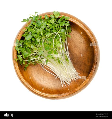Curly Kale Hi Res Stock Photography And Images Alamy