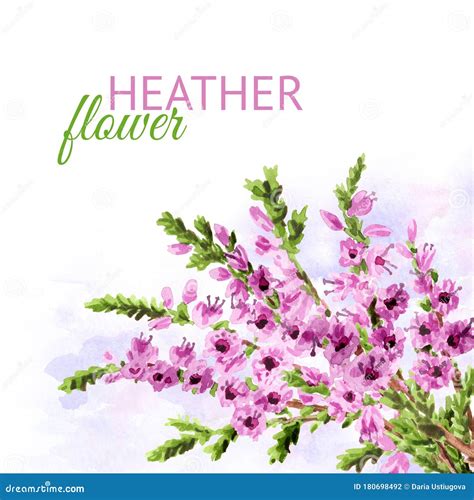 Heather Flower Card Watercolor Hand Drawn Illustration Isolated On