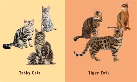 Tabby vs Tiger Cat: Similarities and Differences